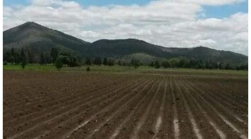 Se complica exportación a productores queretanos por gusano barrenador Se complica exportación a productores queretanos por gusano barrenador