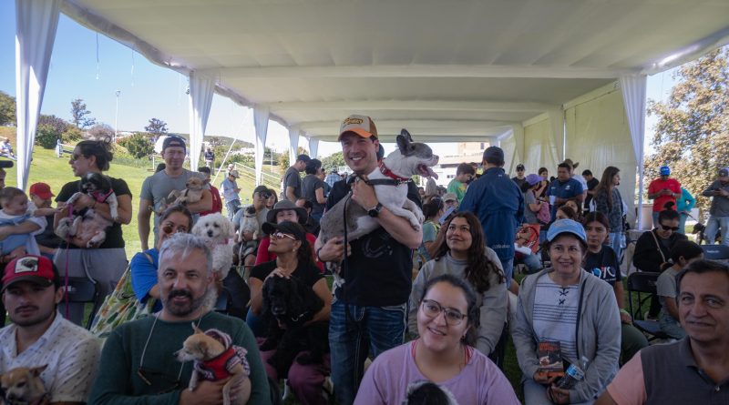 Realizarán en El Marqués 10 mil esterilizaciones gratuitas para perros y gatos