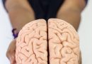 Transforma UAQ la práctica docente mediante las neurociencias